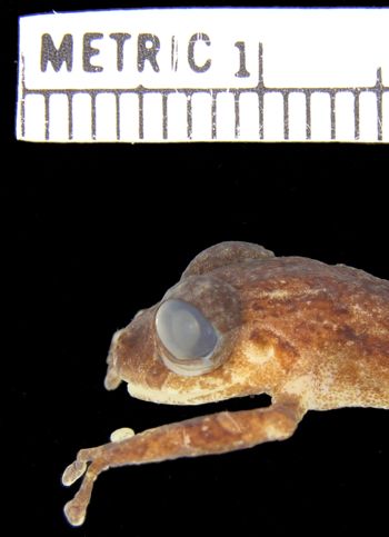 Media type: image; Herpetology A-94458